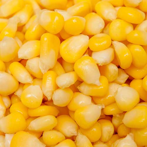 <p>Ourfrozen sweet corn is an excellent source of minerals and fibers.</p>
<p>We provide A grade hand pilled super sweet corn</p>
<p>Natural and pure with no impurities.</p>
<p>Our IQF sweet corn are individually frozen so that flavor and freshness is retained same as fresh sweet corn.</p>
<p>Full and intact kernels</p>
<p>Available in varied packs of 200g, 500g, 1kg, and 30 kg packing.</p>